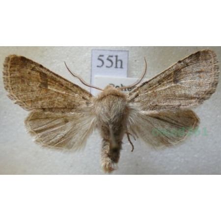 Dioszeghyana schmidtii (Diöszeghy, 1935) male Czech55h